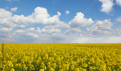 Beautiful yellow oil seed rape flowers in the field, countryside landscape rural scene, sunny with clouds in the sky