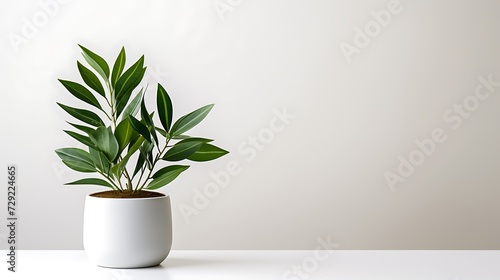 Green houseplant in a white pot on a white table against a white wall photo