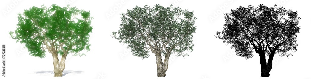Set or collection of European Olive trees, painted, natural and as a black silhouette on white background. Concept or conceptual 3d illustration for nature, ecology and conservation, strength, beauty Set or collection of European Olive trees, painted, natural and as a black silhouette on white background. Concept or conceptual 3d illustration for nature, ecology and conservation, strength, beauty
