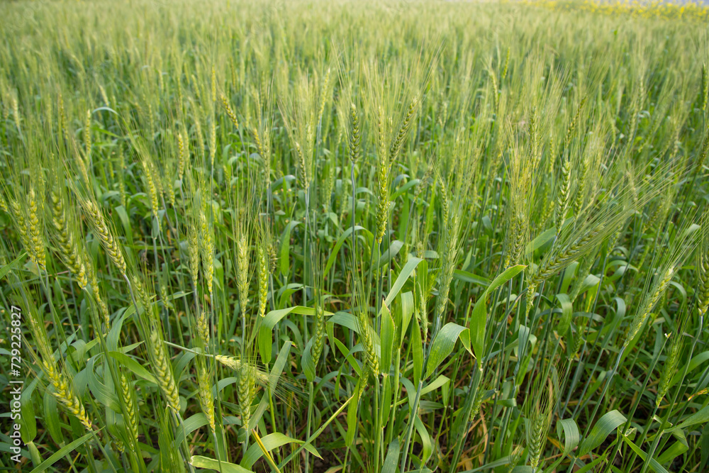 Fototapeta premium Green Wheat plantation agriculture harvest field of the winter morning