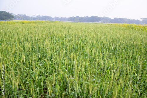 Green Wheat plantation agriculture harvest  field of the winter morning