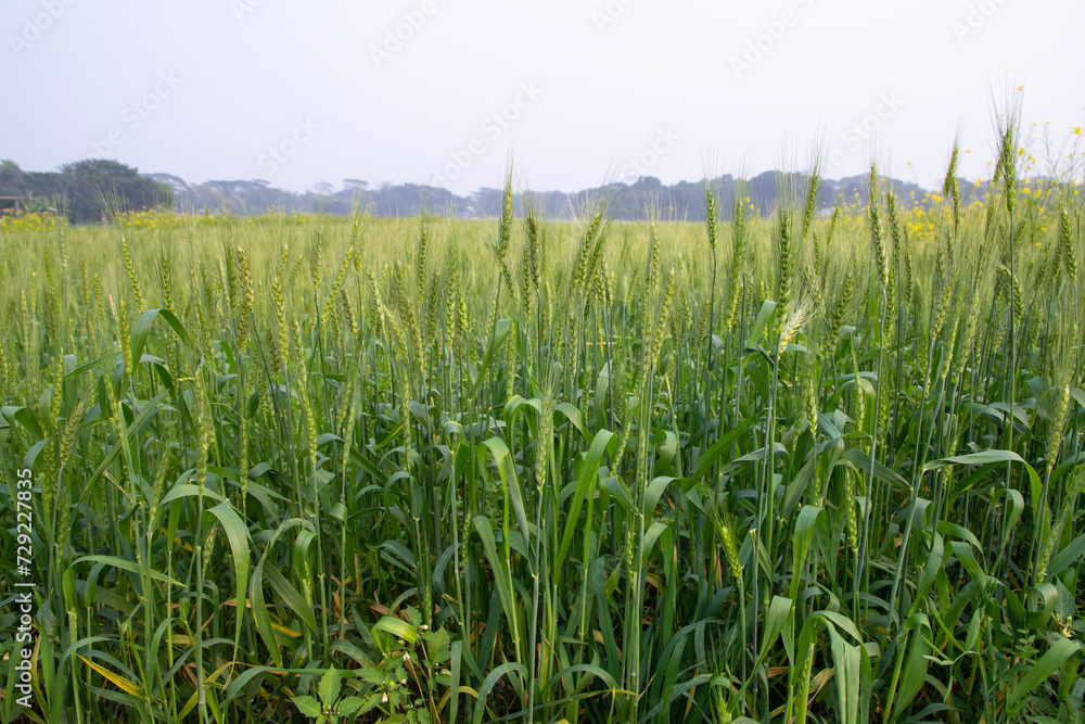 Close-up green Wheat Spike grain in the field Close-up green Wheat Spike grain in the field