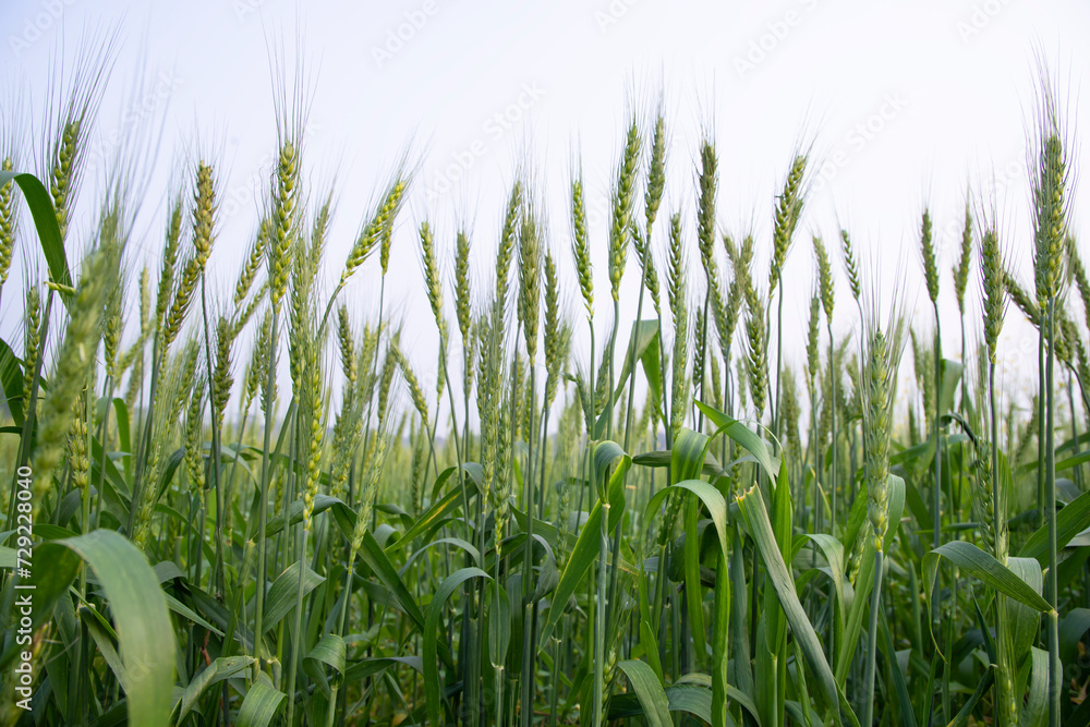 Close-up green Wheat Spike grain in the field Close-up green Wheat Spike grain in the field