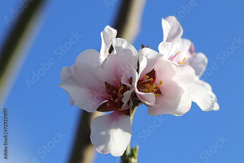 Hintergrund Frühling - Nahaufnahme von einer Blüte einer wunderschönen, zartrosa-farbenen Süßmandel 