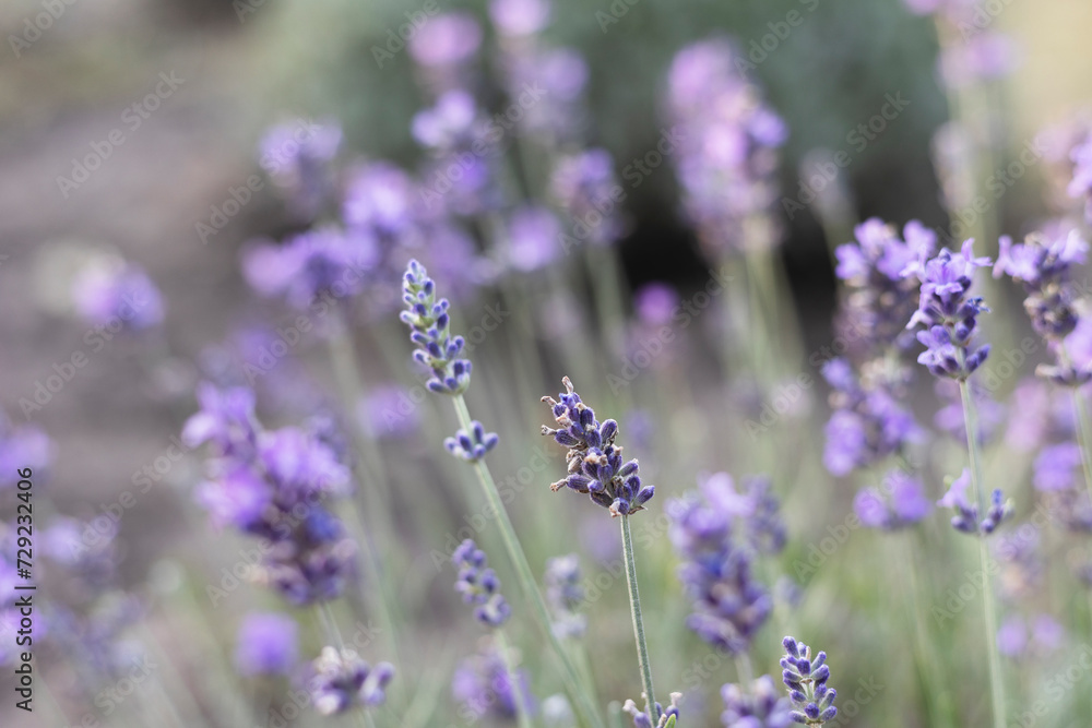 Provence - lavender field Provence - lavender field