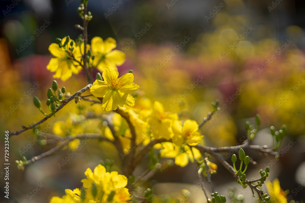 Blossom yellow flowers of peach with drops of vietnam.Ochna integerrima (Hoa Mai) tree with lucky money. Traditional culture on Tet Holiday in Vietnam. Tet in photo mean Happy New Year and Peace. Blossom yellow flowers of peach with drops of vietnam.Ochna integerrima (Hoa Mai) tree with lucky money. Traditional culture on Tet Holiday in Vietnam. Tet in photo mean Happy New Year and Peace.