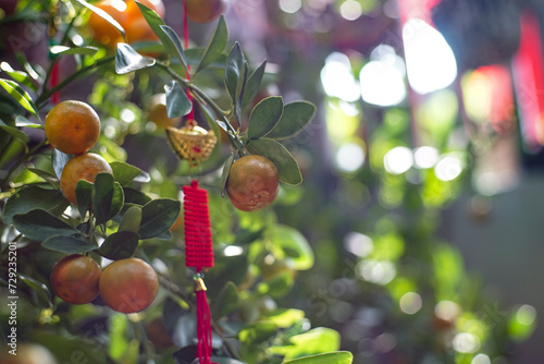 calamondin trees are often grown as ornamental or bonsai trees, produce calamondin and are displayed during Tet because of the belief that calamondin is a symbol of luck.