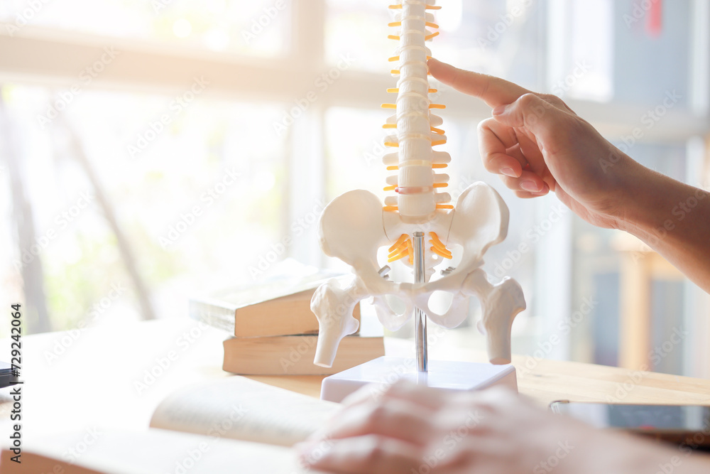 close up physical therapist chiropractor hand pointing on human skeleton at middle back to advise and consult to patient to treatment at office for healthcare concept close up physical therapist chiropractor hand pointing on human skeleton at middle back to advise and consult to patient to treatment at office for healthcare concept