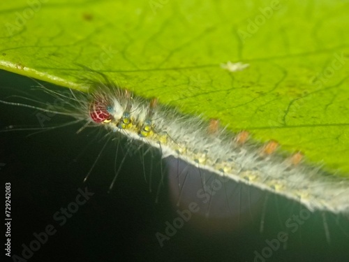 caterpillar, insect, nature, macro, butterfly, larva, animal, hairy, moth, leaf, green, bug, isolated, plant, wildlife, white, pest, black, close-up, closeup, worm, summer, grass, creature, insects