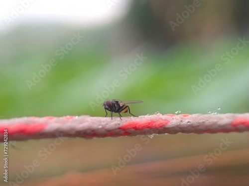 insect, macro, nature, bug, animal, dragonfly, leaf, green, closeup, wildlife, fly, grasshopper, mosquito, wing, wings, summer, grass, butterfly, wild, close-up, close up, close, small, fauna, insects