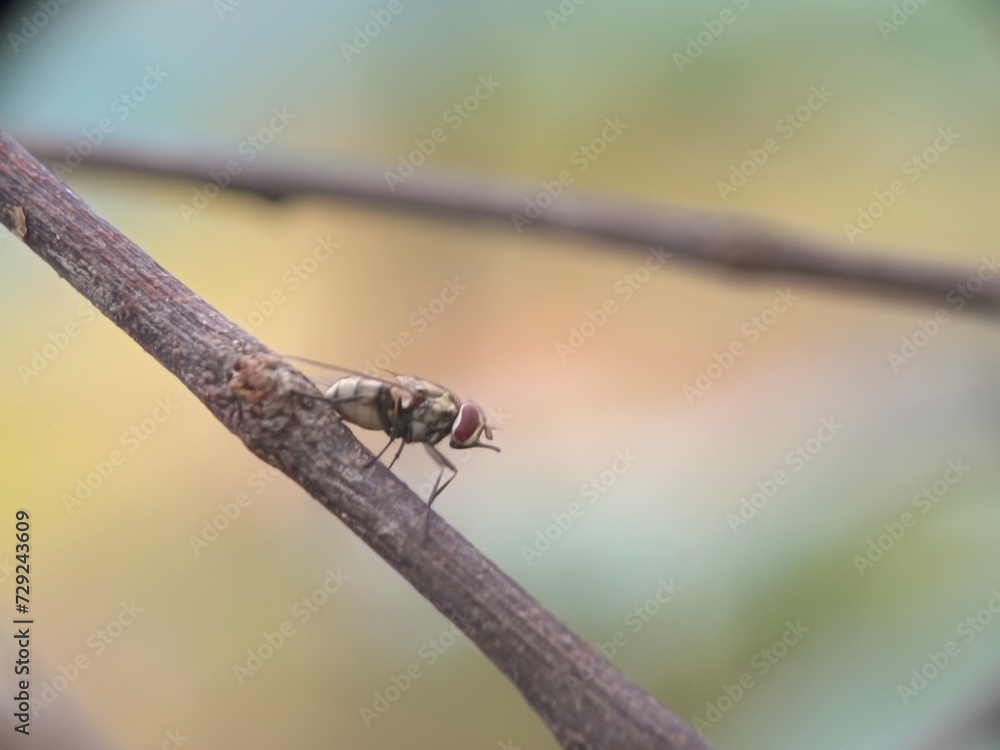 insect, macro, nature, bug, animal, dragonfly, leaf, green, closeup, wildlife, fly, grasshopper, mosquito, wing, wings, summer, grass, butterfly, wild, close-up, close up, close, small, fauna, insects insect, macro, nature, bug, animal, dragonfly, leaf, green, closeup, wildlife, fly, grasshopper, mosquito, wing, wings, summer, grass, butterfly, wild, close-up, close up, close, small, fauna, insects
