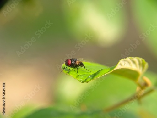 insect, bug, macro, nature, fly, beetle, leaf, animal, plant, close-up, closeup, summer, wildlife, colorado, wasp, garden, small, grass, insects, potato, entomology, pest, red, wings, wing