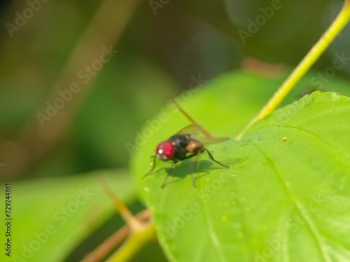 insect, bug, macro, nature, fly, beetle, leaf, animal, plant, close-up, closeup, summer, wildlife, colorado, wasp, garden, small, grass, insects, potato, entomology, pest, red, wings, wing