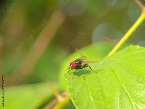 insect, bug, macro, nature, fly, beetle, leaf, animal, plant, close-up, closeup, summer, wildlife, colorado, wasp, garden, small, grass, insects, potato, entomology, pest, red, wings, wing © TASIF