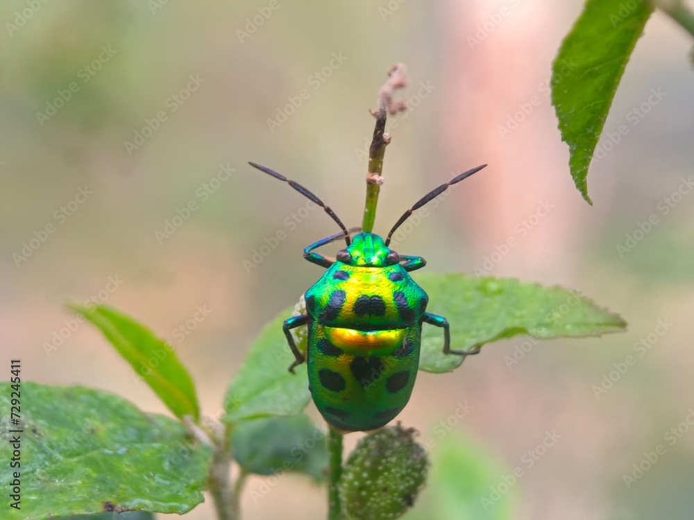 insect, beetle, bug, nature, macro, fly, animal, leaf, closeup, black, wildlife, pest, red, summer, plant, flower, close-up, wasp, fauna, antenna, detail, wing, entomology, yellow, insects insect, beetle, bug, nature, macro, fly, animal, leaf, closeup, black, wildlife, pest, red, summer, plant, flower, close-up, wasp, fauna, antenna, detail, wing, entomology, yellow, insects