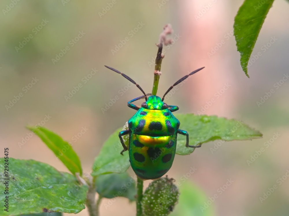 Naklejka premium insect, beetle, bug, nature, macro, fly, animal, leaf, closeup, black, wildlife, pest, red, summer, plant, flower, close-up, wasp, fauna, antenna, detail, wing, entomology, yellow, insects