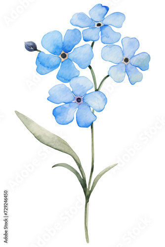 forget me not flower  watercolor blue flowers clipart