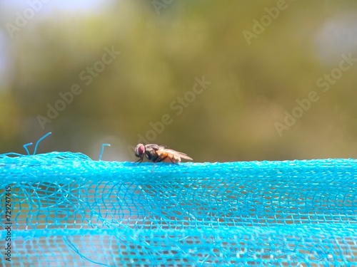 fly on a blue net