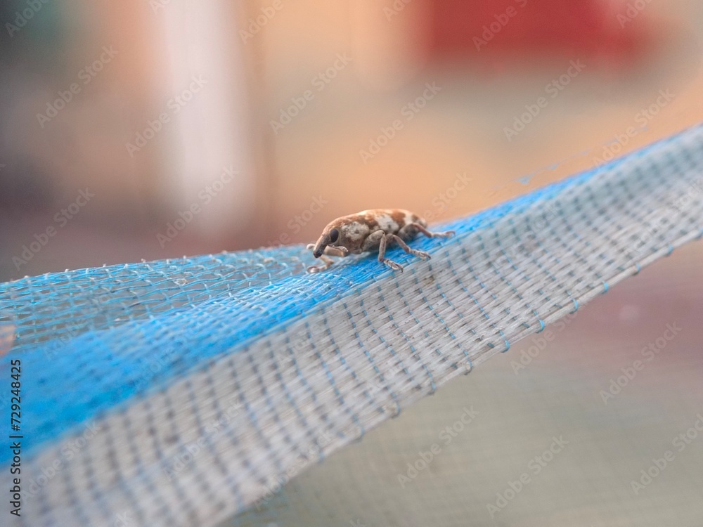 insect, nature, macro, green, leaf, bug, animal, dragonfly, wildlife, spider, closeup, fly, grasshopper, wings, close-up, summer, grass, wild, fauna, small, butterfly, wing, orange, plant, insects insect, nature, macro, green, leaf, bug, animal, dragonfly, wildlife, spider, closeup, fly, grasshopper, wings, close-up, summer, grass, wild, fauna, small, butterfly, wing, orange, plant, insects