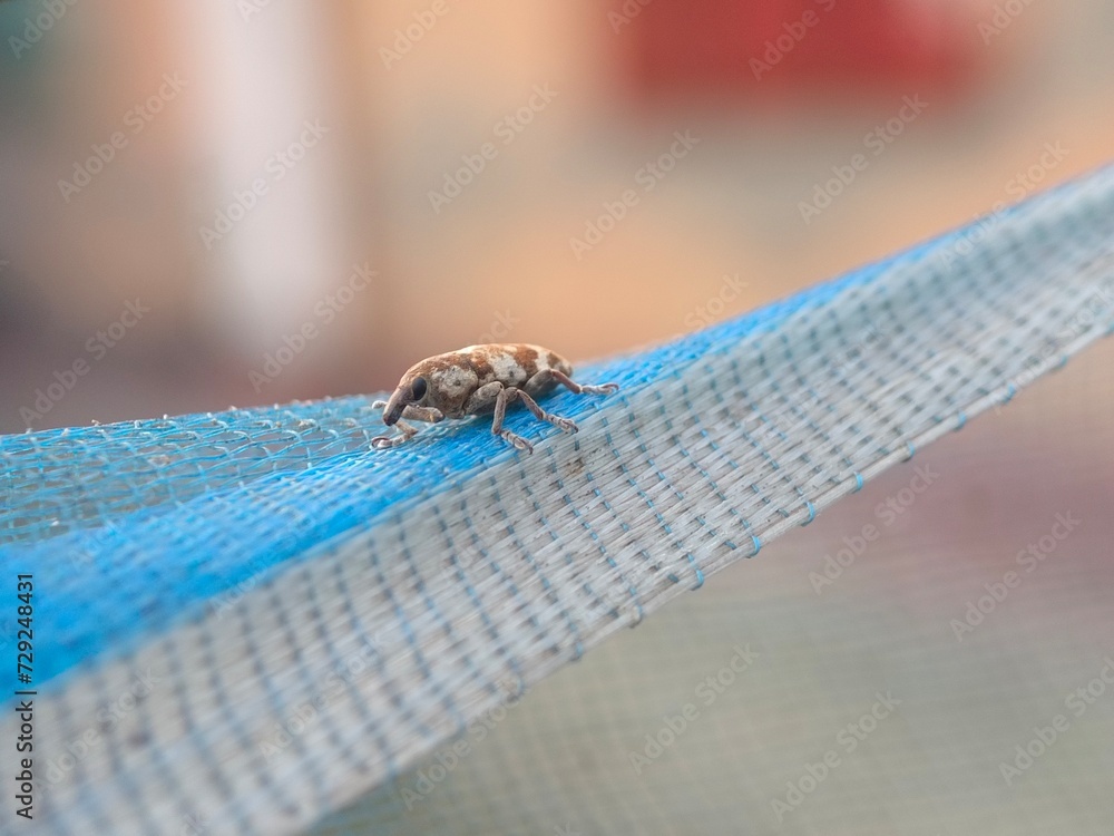 Obraz premium insect, nature, macro, green, leaf, bug, animal, dragonfly, wildlife, spider, closeup, fly, grasshopper, wings, close-up, summer, grass, wild, fauna, small, butterfly, wing, orange, plant, insects