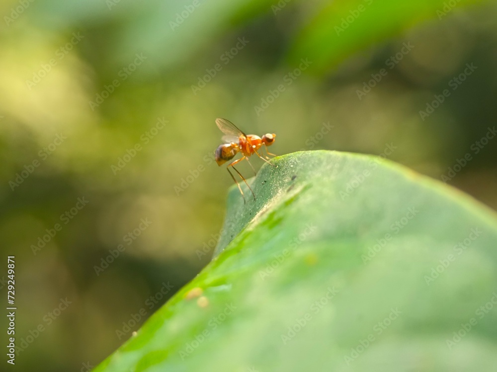 insect, nature, macro, dragonfly, bug, leaf, animal, wildlife, fly, grass, closeup, wings, wing, spider, butterfly, grasshopper, summer, flower, wild, fauna, plant, garden insect, nature, macro, dragonfly, bug, leaf, animal, wildlife, fly, grass, closeup, wings, wing, spider, butterfly, grasshopper, summer, flower, wild, fauna, plant, garden