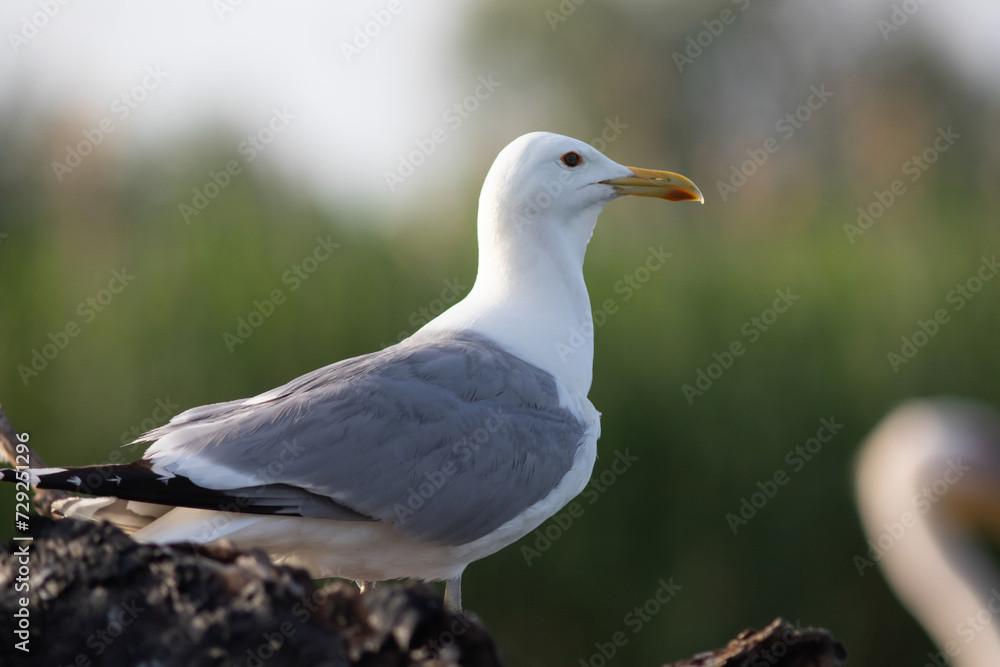 Seagulls in their natural habitat Danube Delta Seagulls in their natural habitat Danube Delta