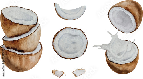Vector watercolor tropical coconut fruits, coconut milk, fresh ripe coconut, hand painted on paper, white background, for design, backgrounds