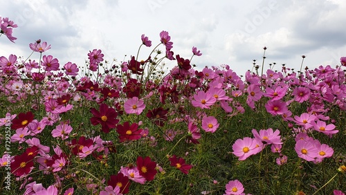 cosmos in the garden