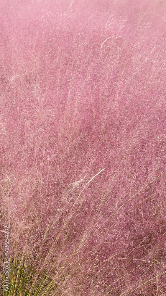Fototapeta premium Pink Muhly that resembles lavender