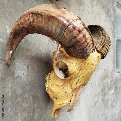 A male goat skull with backward-curved horns is used as a wall decoration, photographed from the side of the skull.