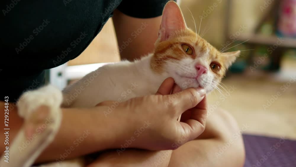 Close-up of a young woman's hand caressing her cat.4k video Close-up of a young woman's hand caressing her cat.4k video