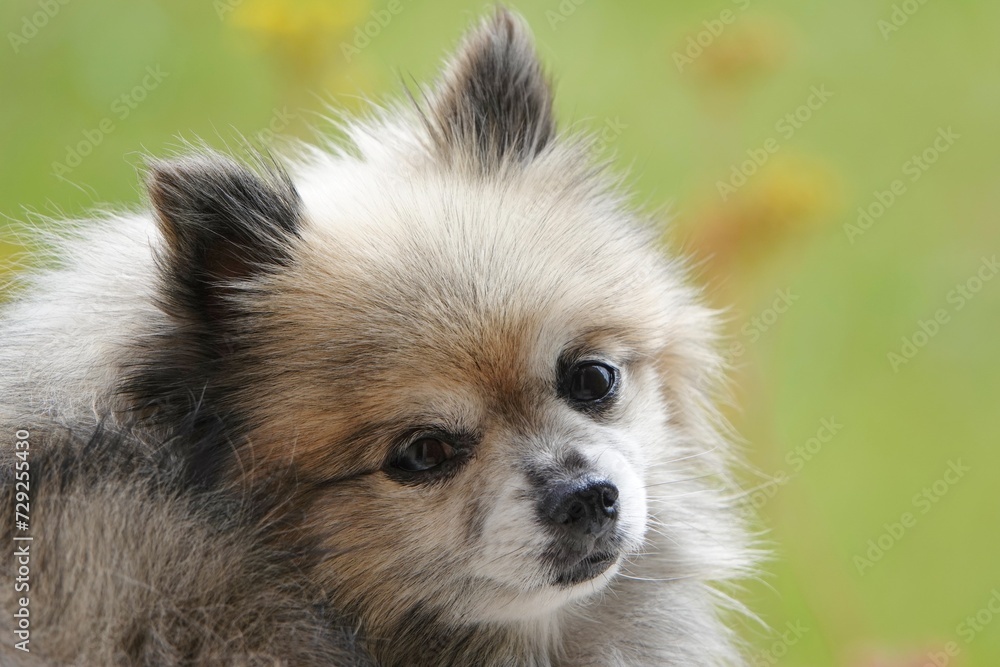Portrait d'un petit chien chihuahua croisé spitz Portrait d'un petit chien chihuahua croisé spitz