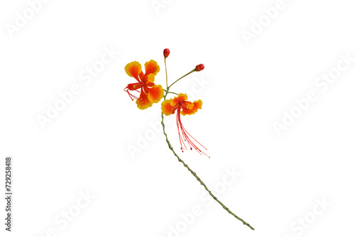 Image of orange Caesalpinia pulcherima flower isolated on transparent background png file. photo