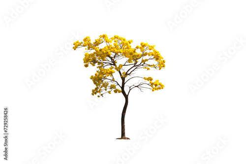 Image of yellow flowering tree in bloom isolated on transparent background png file.