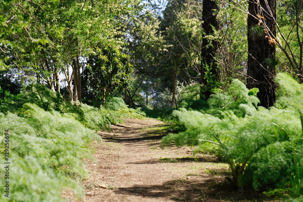 Canarian forest in the mountains. Ferula communis L. Green forest in gran Canarian High Mountains. Pico de las nieves.