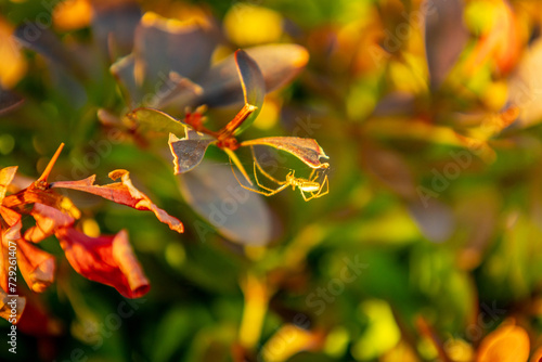 Im Garten und in der Natur: Eine Streckerspinne photo