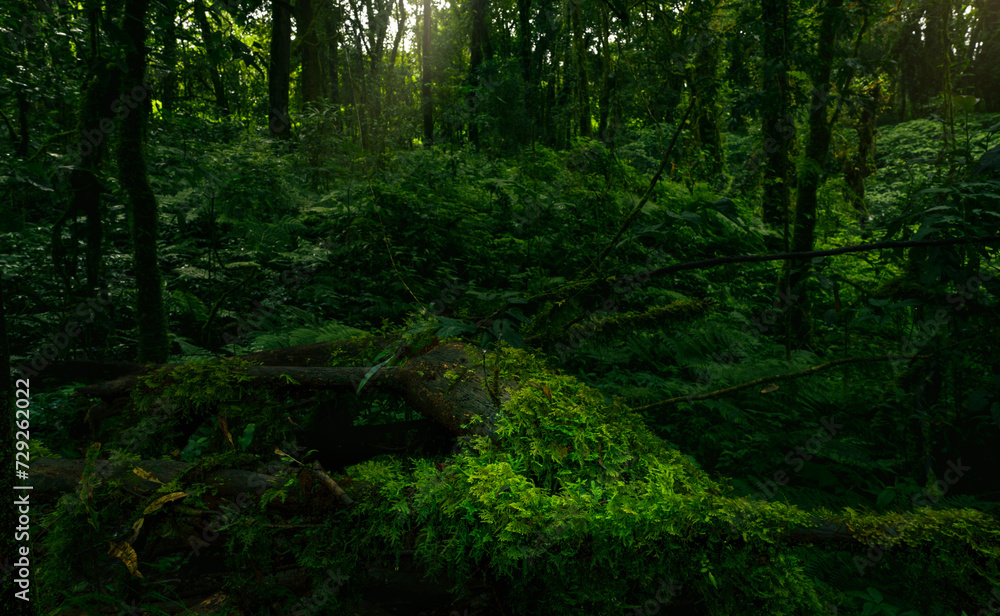 Dense dark green trees forest with rays of sunlight. Forest ecosystem. Biodiversity of the forest. Green trees capture CO2. Green forest background for carbon neutrality. Sustainable green environment Dense dark green trees forest with rays of sunlight. Forest ecosystem. Biodiversity of the forest. Green trees capture CO2. Green forest background for carbon neutrality. Sustainable green environment
