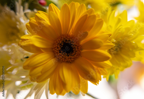 Im Garten und in der Natur  Eine Gerbera