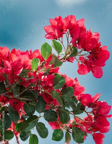 red flowers in the garden