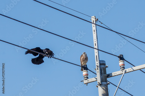 カラスと争う美しいウスハヤブサ（ハヤブサ科）。日本国栃木県栃木市、渡良瀬遊水地にて。 ラムサール条約登録地。 2024年2月3日撮影。A beautiful USU-Peregrine Falcon (Subspecies of falcons) (Falco peregrinus calidus, family comprising Falco falcons) in a dogfigh