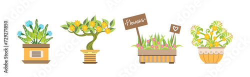 Flower and Houseplant Growing in Pot Vector Set