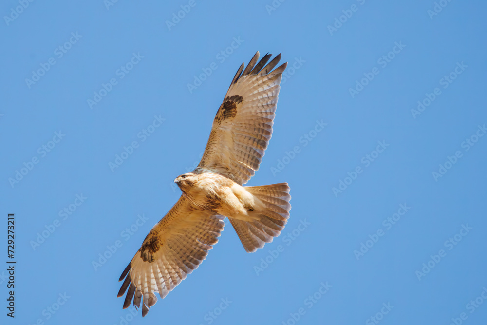 Obraz premium 飛翔する美しいノスリ（タカ科）。日本国栃木県栃木市、渡良瀬遊水地にて。 ラムサール条約登録地。 2024年2月3日撮影。Beautiful Eastern Buzzard (Buteo japonicus, family comprising hawks) in flight.At WATARASE Retarding Basin, Tochigi, Japan, Ramsar Con