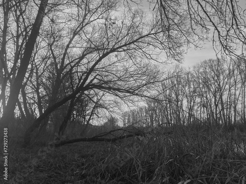 On the bank of a forest river, late autumn, dry grass and reeds, the trees on the bank are bare, atmospheric black and white photography