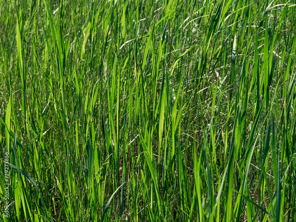 Young green grass has grown in the meadow, photographed close-up, sunny day and grass like a bright green carpet on the ground Young green grass has grown in the meadow, photographed close-up, sunny day and grass like a bright green carpet on the ground