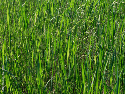 Young green grass has grown in the meadow  photographed close-up  sunny day and grass like a bright green carpet on the ground