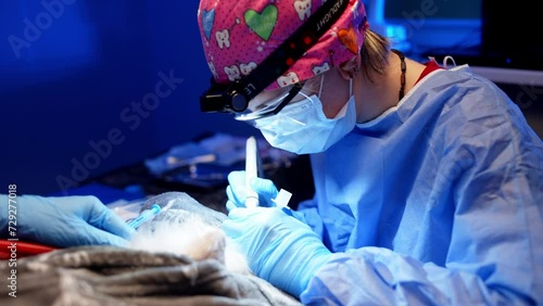 Close-up of professional teeth cleaning of an animal under anesthesia. Cleaning is performed in the operating room of the veterinary clinic with the help of special tools. High quality 4k footage photo