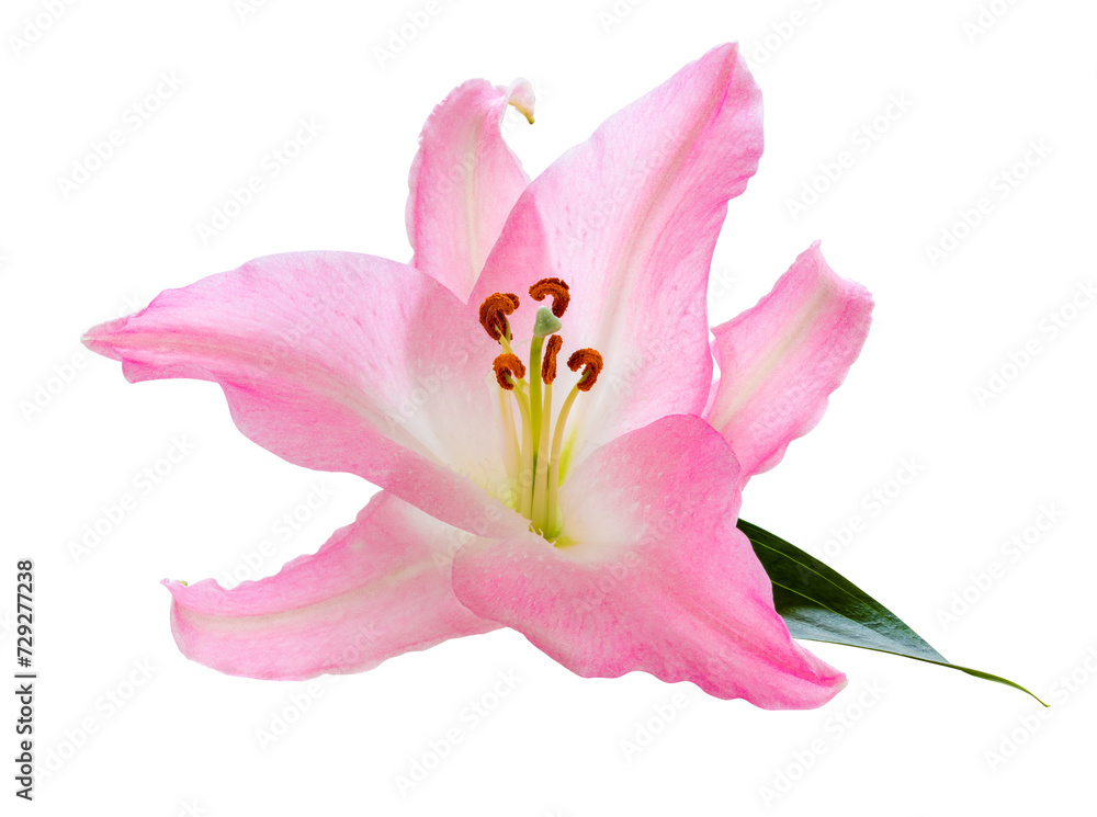 Wonderful pink Lily isolated on white background, including clipping path. Wonderful pink Lily isolated on white background, including clipping path.