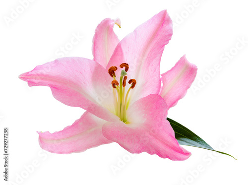 Wonderful pink Lily isolated on white background, including clipping path.