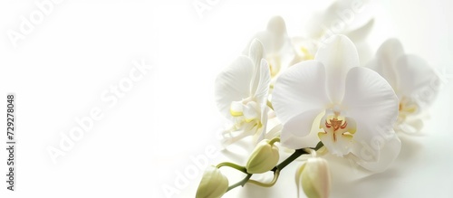 White background  fresh and beauty concept  isolated orchid flower.