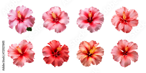 Collection of red and pink hibiscus flowers isolated on a transparent background, top view © degungpranasiwi